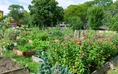 Jardins partagés toutes les actions faites et à venir